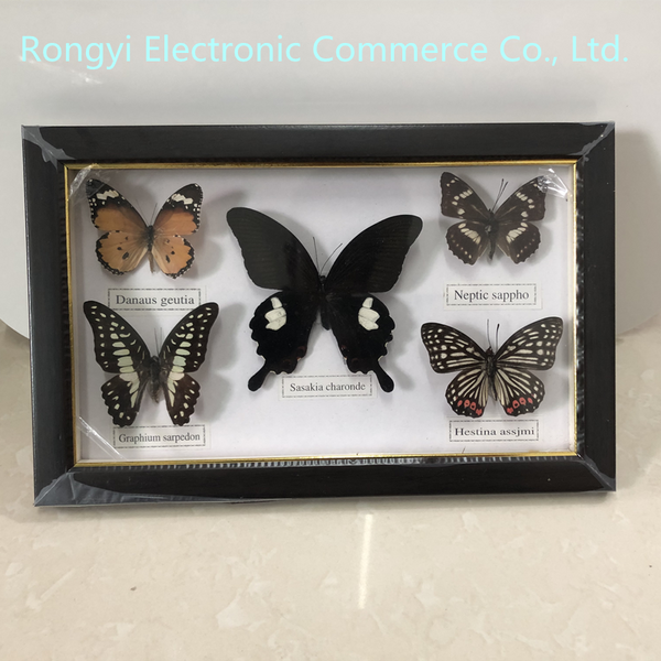 Beautiful Butterfly Specimen Educational Material Collection/Butterfly Specimen Photo Frame Artwork Decoration Home Decoration ZopiStyle